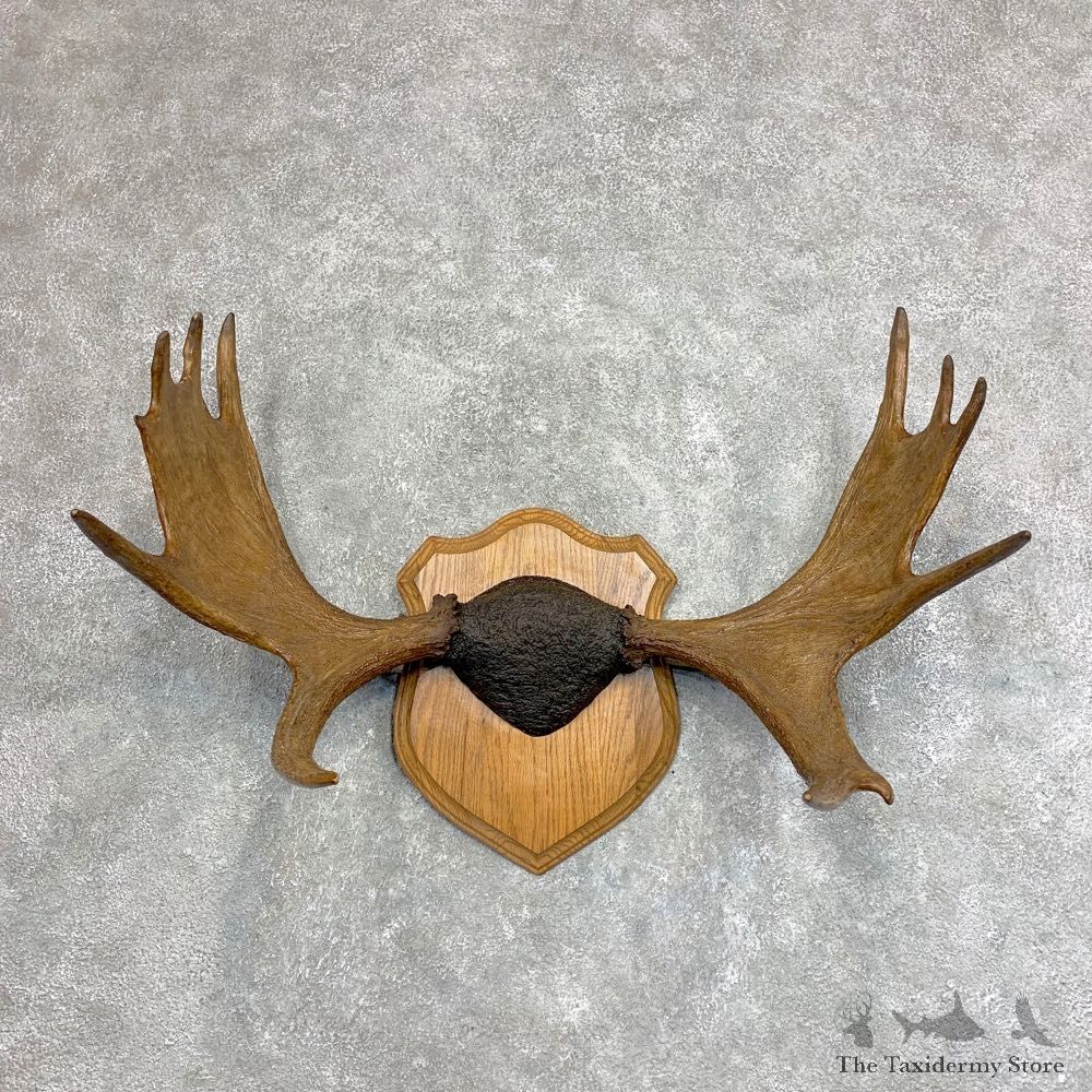 Moose Antler Plaque For Sale #21937 @ The Taxidermy Store