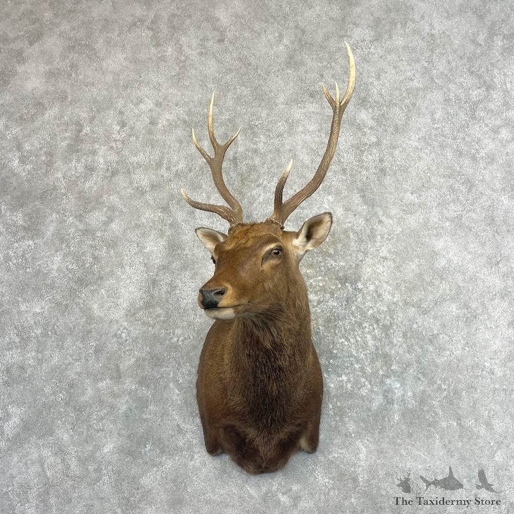 Sambar Deer Shoulder Mount For Sale #27615 @ The Taxidermy Store