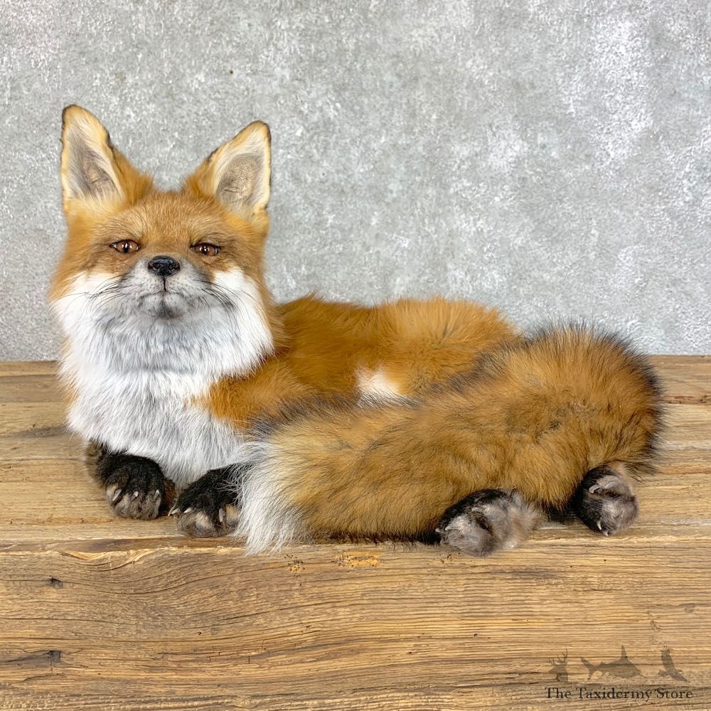 Red Fox Life-Size Mount For Sale #22825 @ The Taxidermy Store