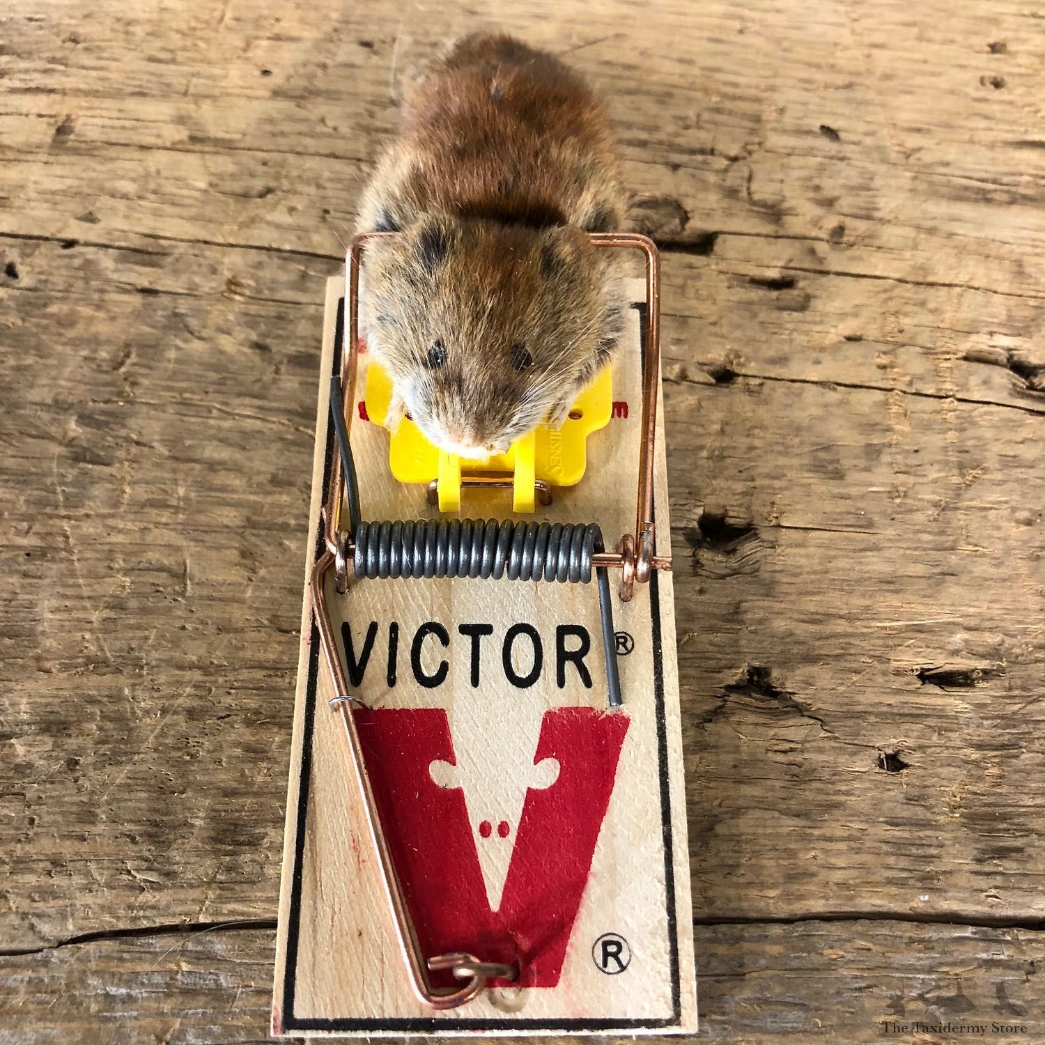 Mouse Trap Novelty Mount For Sale #19865 @ The Taxidermy Store