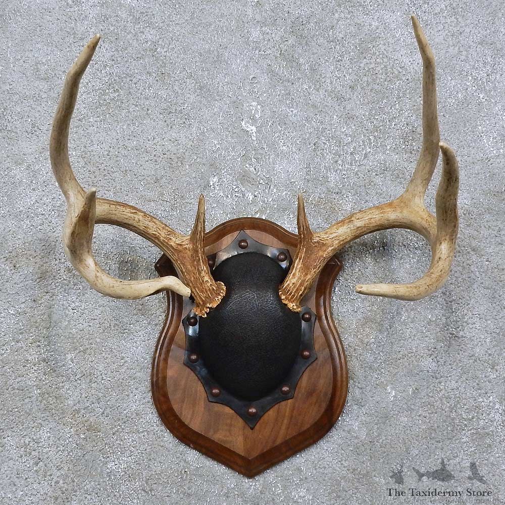 Whitetail Deer Antler Plaque Mount For Sale #15776 @ The Taxidermy Store