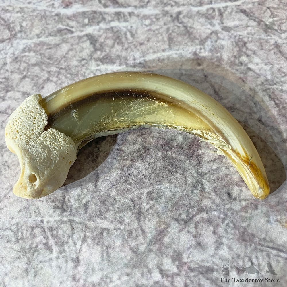 Grizzly Bear Claw For Sale #21905 @ The Taxidermy Store