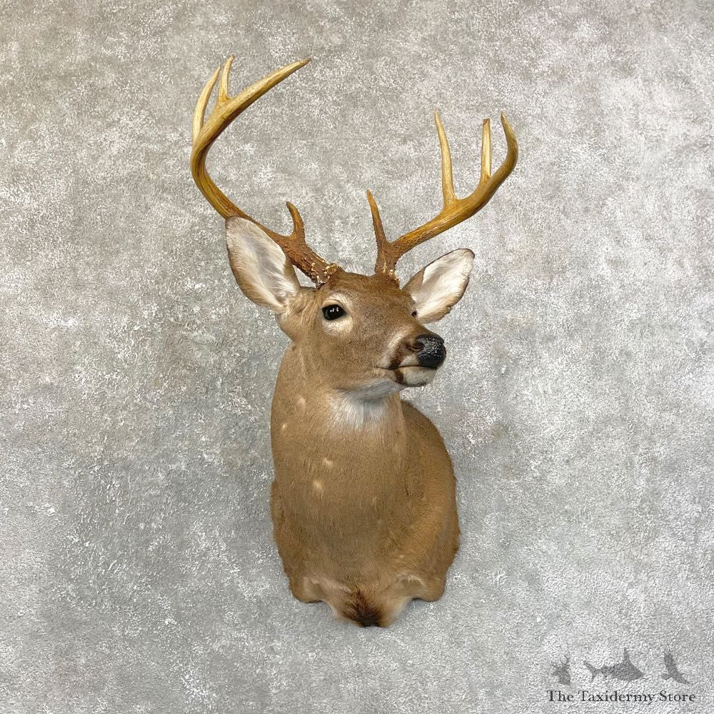 Whitetail Deer Shoulder Mount #24599 For Sale - The Taxidermy Store