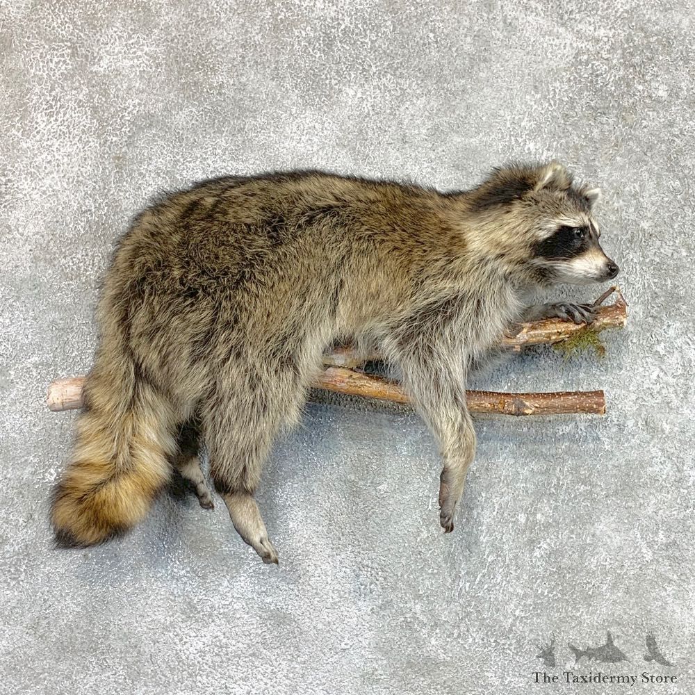 Wall-Hanging Raccoon Mount For Sale #22466 @ The Taxidermy Store