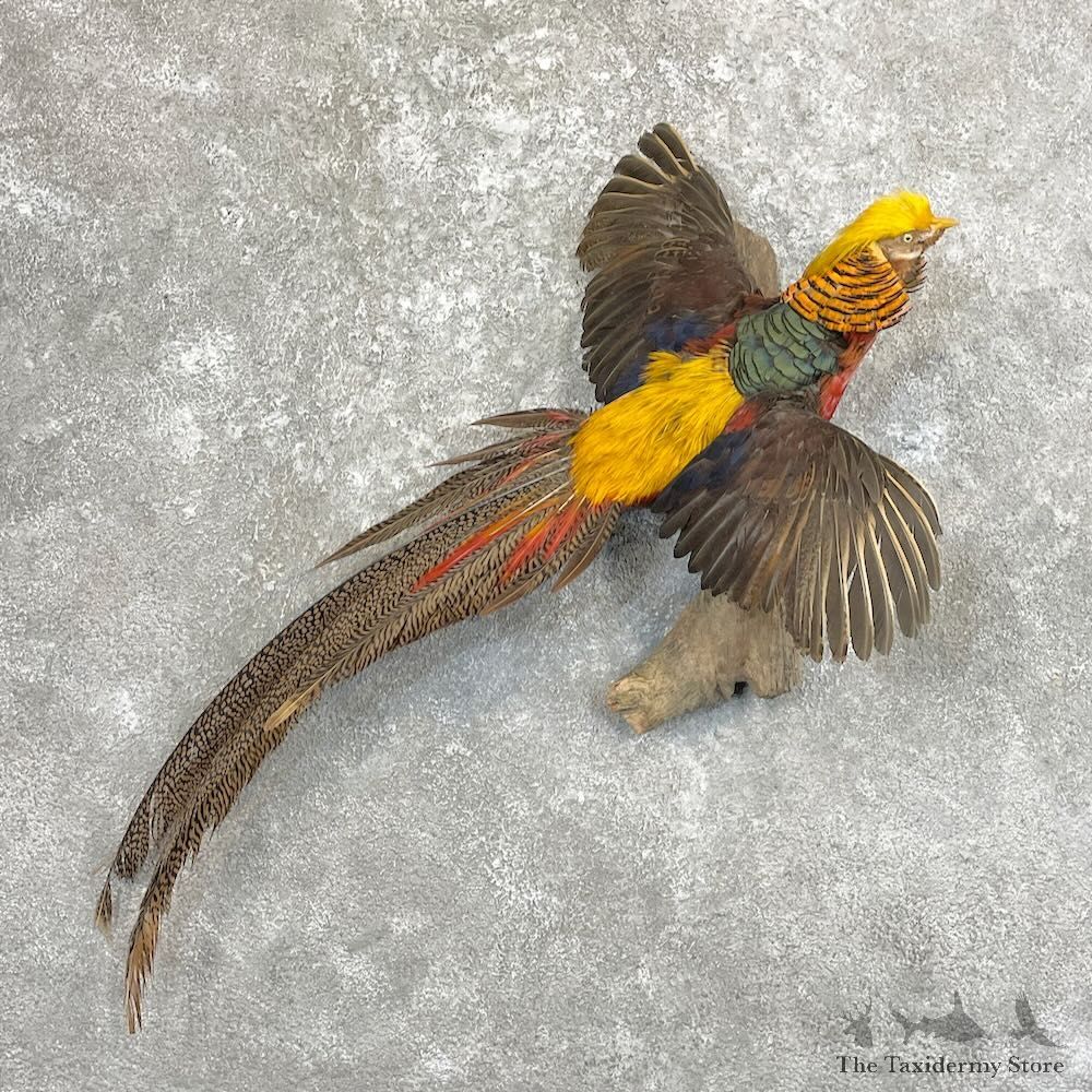 Red Golden Pheasant Bird Mount For Sale #27807 @ The Taxidermy Store