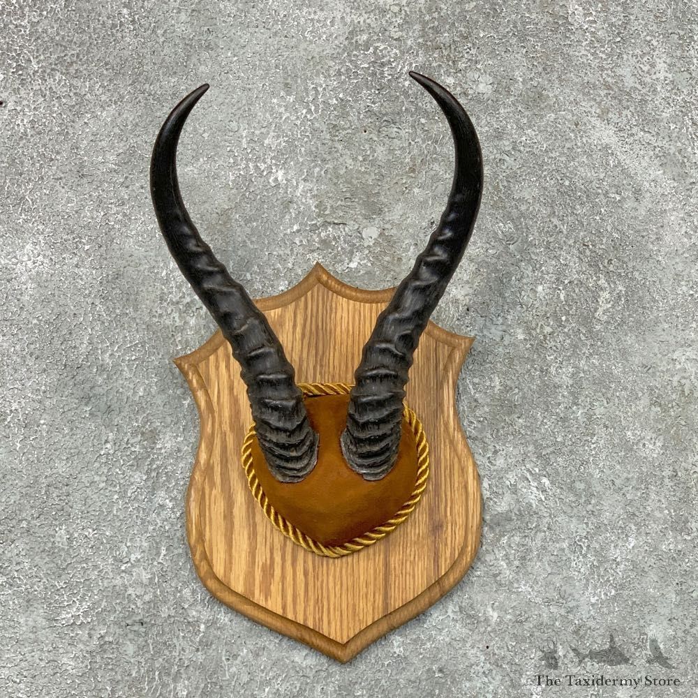 African Springbok Plaque Taxidermy Mount #22670 For Sale @ The Taxidermy Store