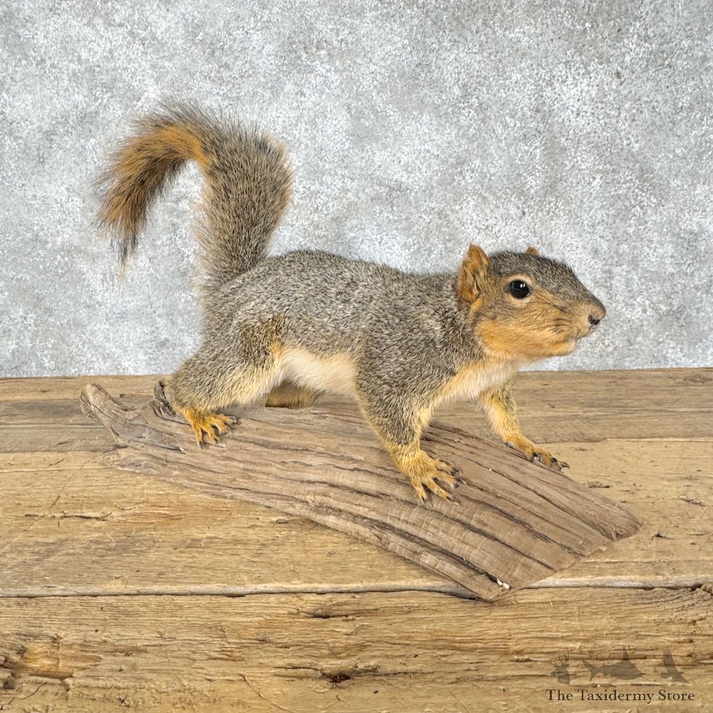 Fox Squirrel Life-Size Mount For Sale #30225 @ The Taxidermy Store