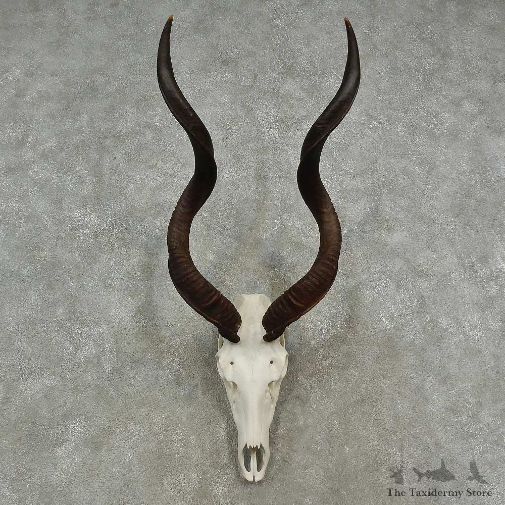 Greater Kudu Skull European Mount For Sale #16953 @ The Taxidermy Store