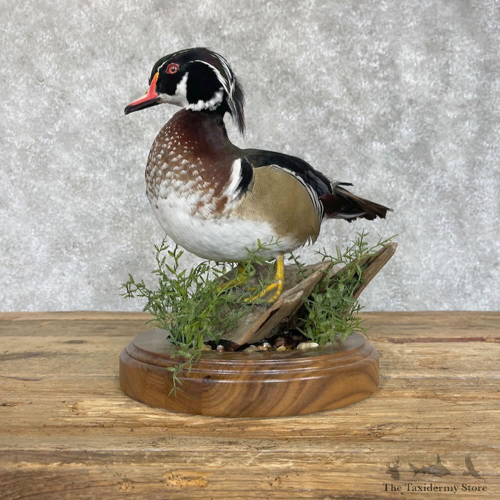 Wood Duck Bird Mount For Sale #28537 - The Taxidermy Store