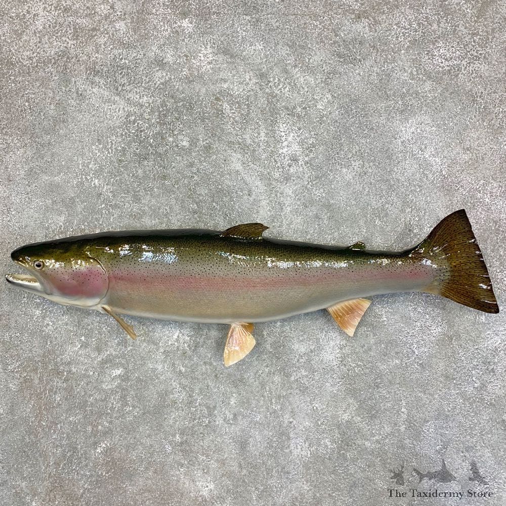 Rainbow Trout Fish Mount For Sale #21781 @ The Taxidermy Store