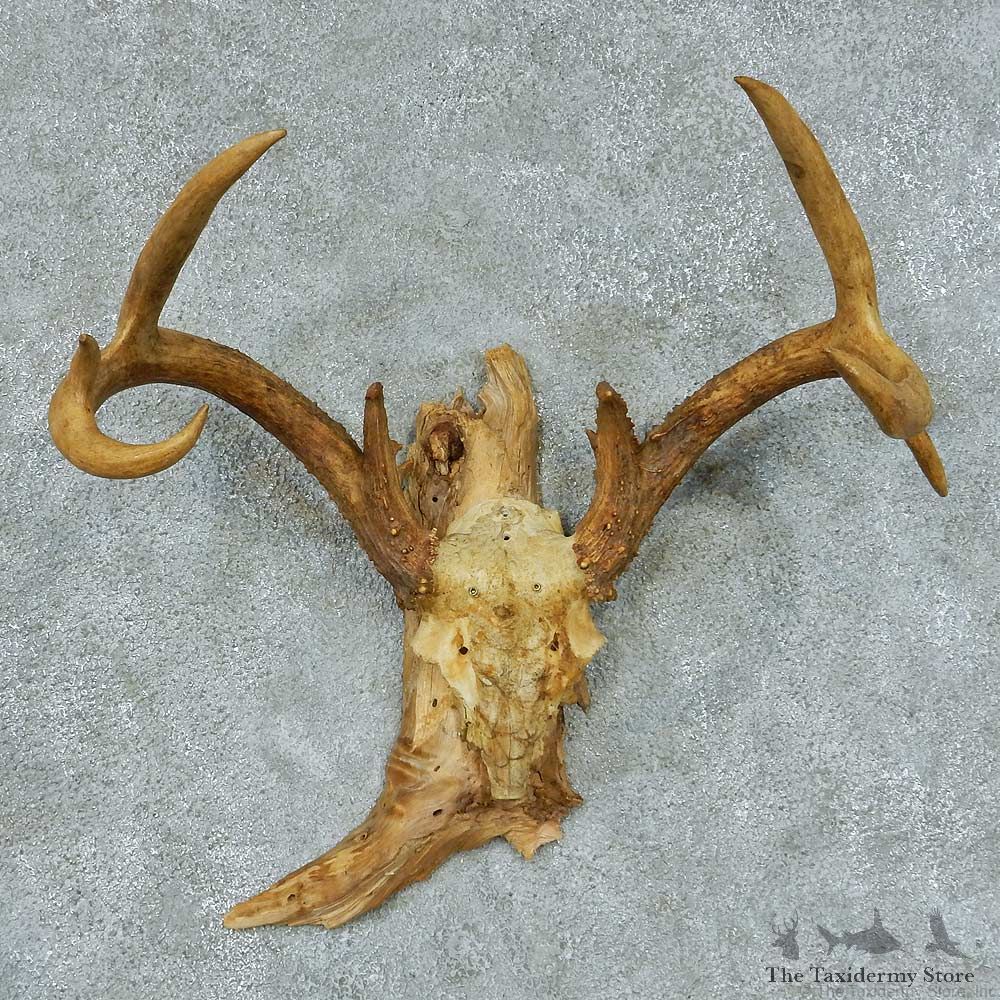 Whitetail Deer Antler Taxidermy Mount #13443 For Sale @ The Taxidermy Store
