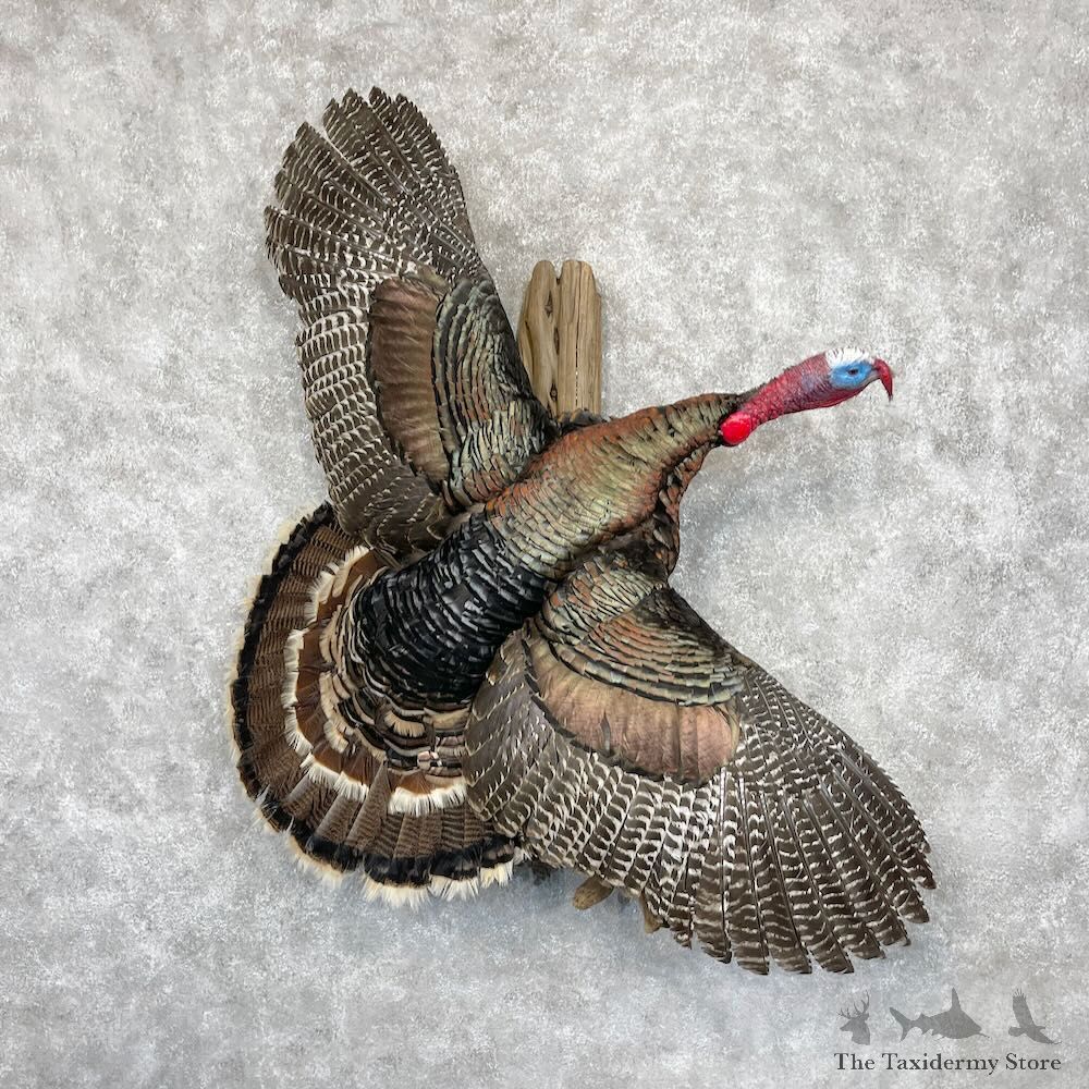 Eastern Turkey Bird Mount For Sale #28550 @ The Taxidermy Store