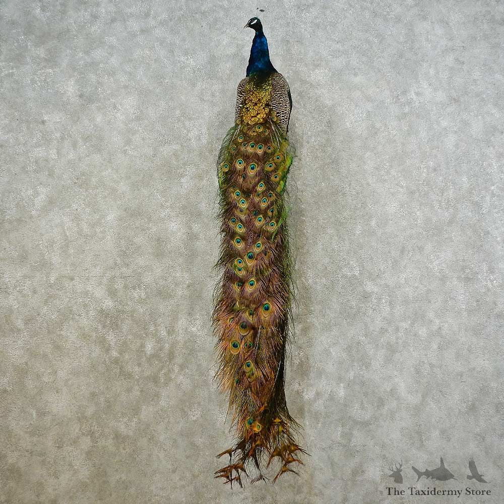 Indian Peacock Bird Mount For Sale #16222 @ The Taxidermy Store