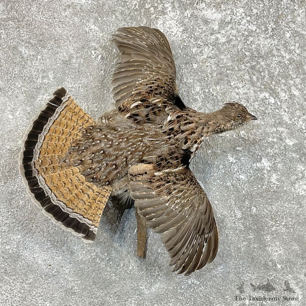 Ruffed Grouse Bird Mount For Sale #27484 @ The Taxidermy Store