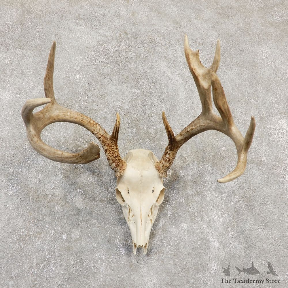 Whitetail Deer Skull European Mount For Sale #20174 @ The Taxidermy Store