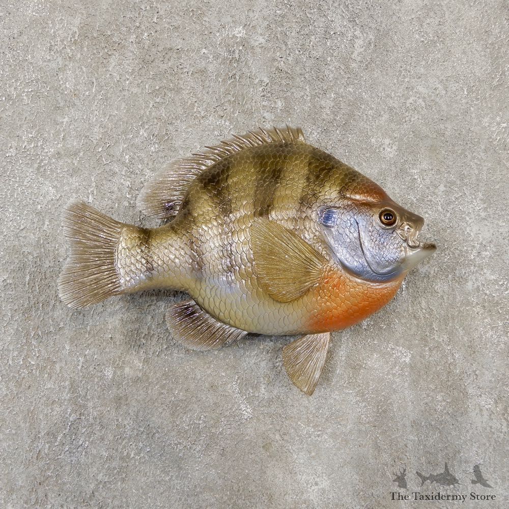 Replica Shellcracker Bream Taxidermy Fish Mount #20134 For Sale @ The Taxidermy Store