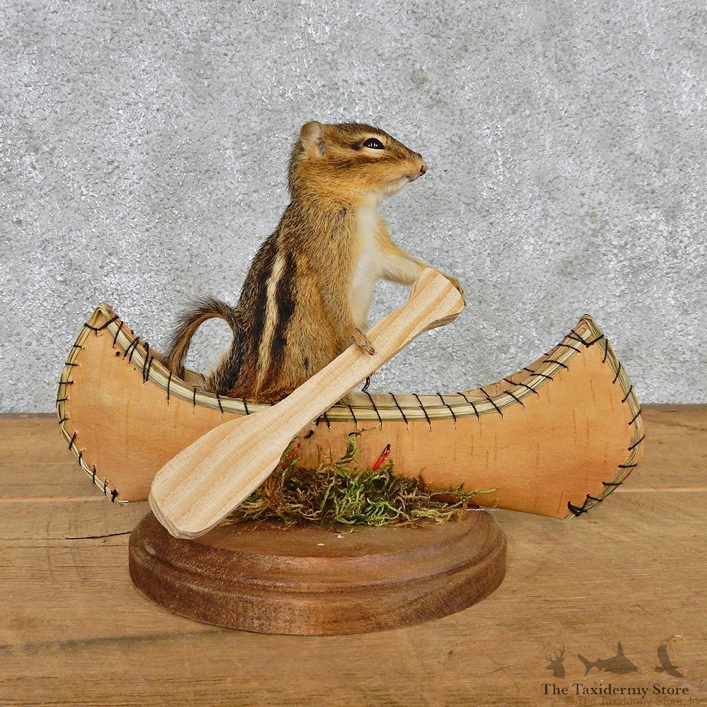 Novelty Canoe Chipmunk Taxidermy Mount #12581 For Sale @ The Taxidermy Store