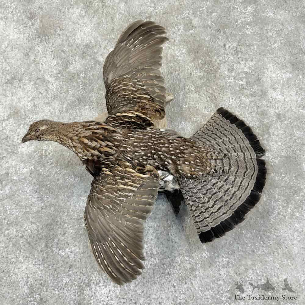 Ruffed Grouse Bird Mount For Sale #31704 @ The Taxidermy Store