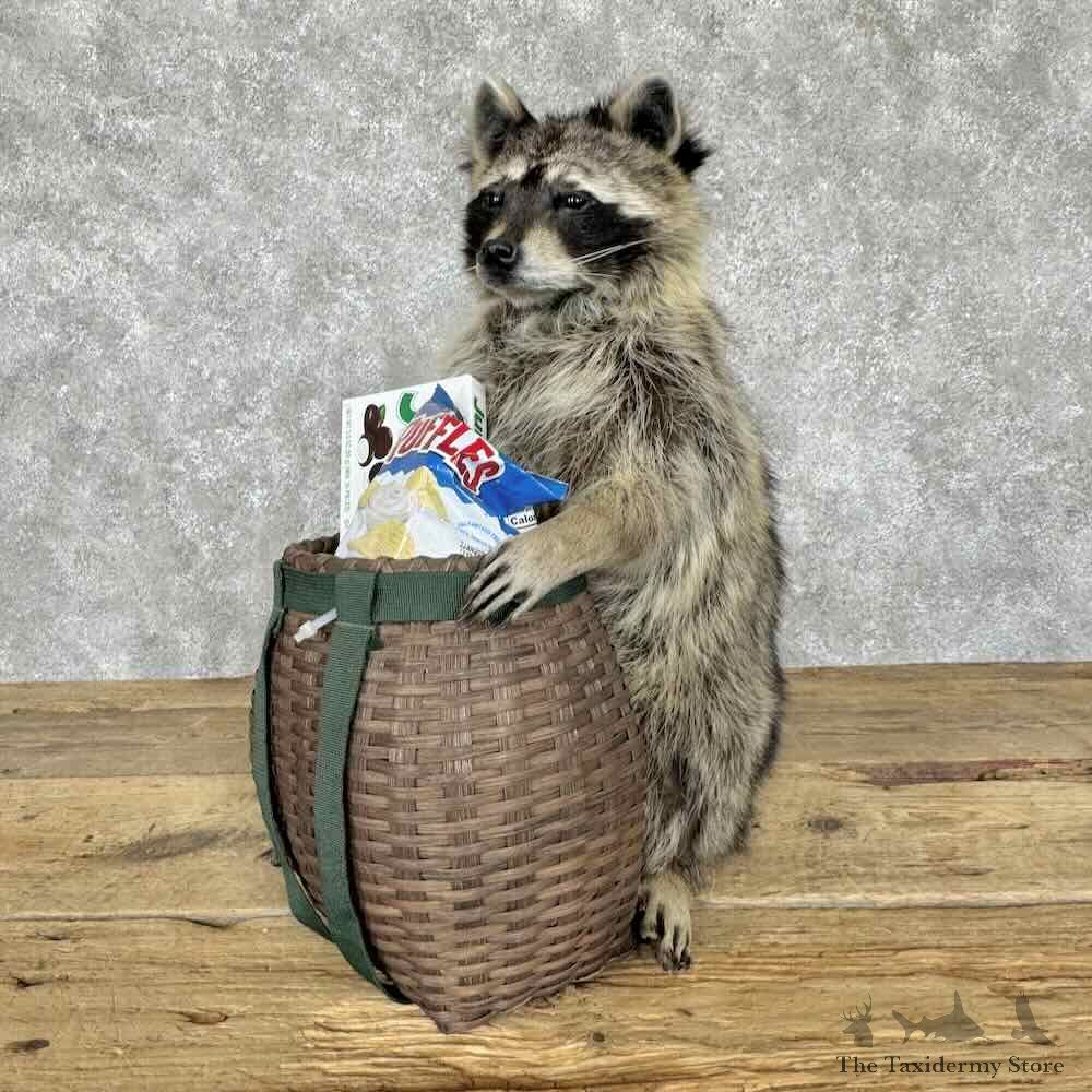 Raccoon Novelty Mount For Sale #30690 @ The Taxidermy Store