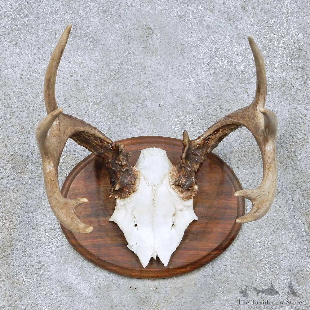 Whitetail Deer Antler Taxidermy Mount For Sale #13946 For Sale @ The Taxidermy Store