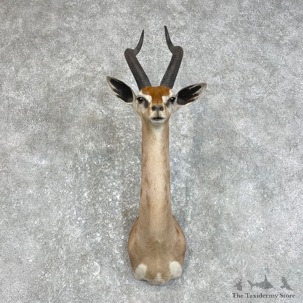 Gerenuk Shoulder Mount For Sale #25847 @ The Taxidermy Store