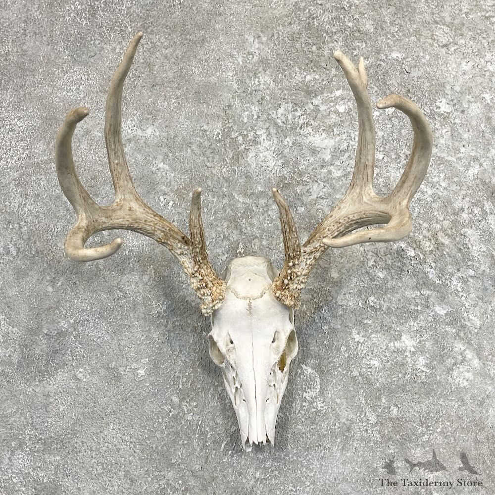 Whitetail Deer Skull European Mount For Sale #27403 @ The Taxidermy Store