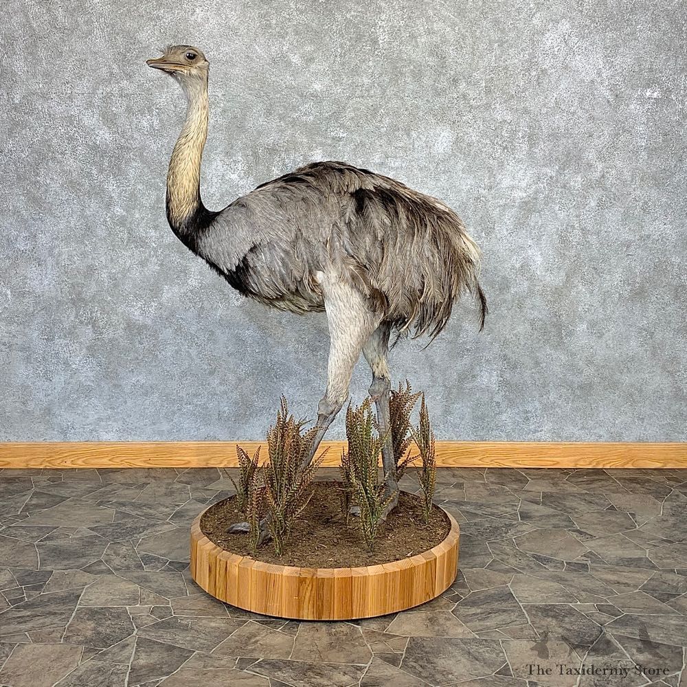 Greater Rhea Taxidermy Mount #21270 for sale @ The Taxidermy Store