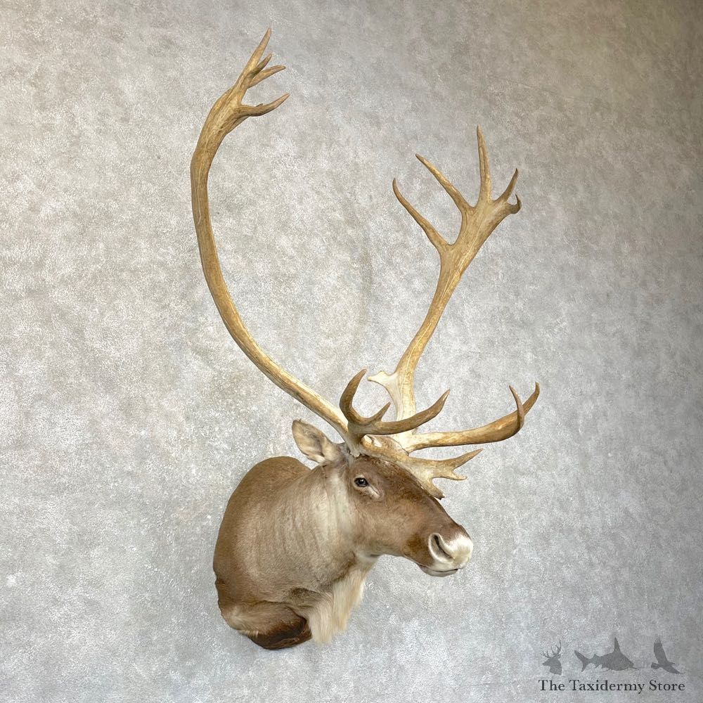 Mountain Caribou Shoulder Mount For Sale #24933 @ The Taxidermy Store