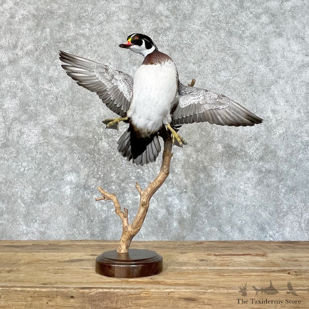 Wood Duck Bird Mount For Sale #27754 @ The Taxidermy Store