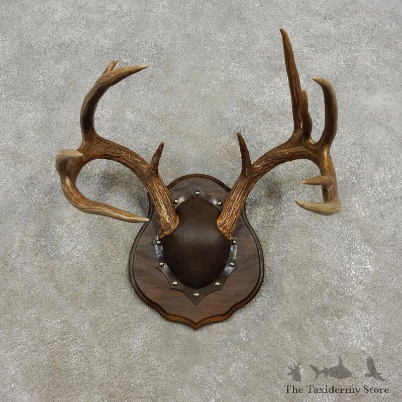 Whitetail Deer Antler Plaque Mount For Sale #17307 @ The Taxidermy Store