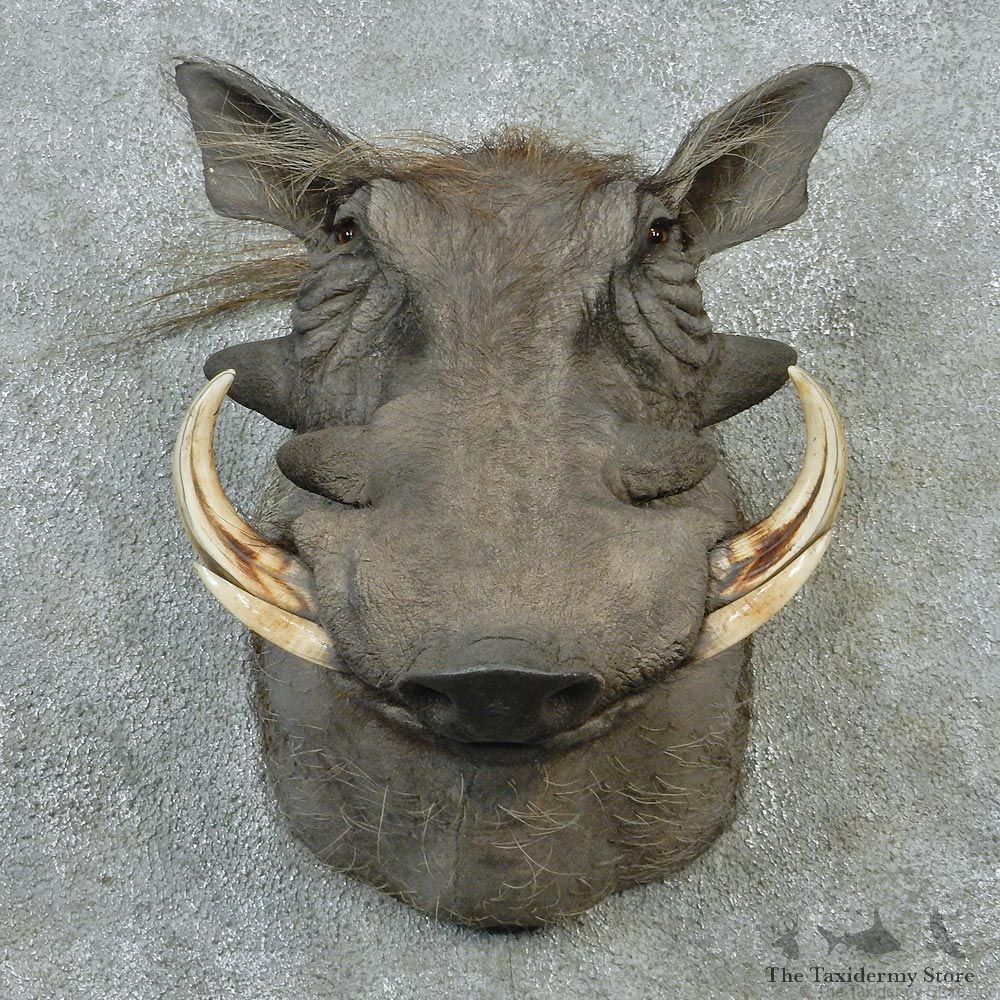 African Warthog Shoulder Taxidermy Mount #12648 For Sale @ The Taxidermy Store