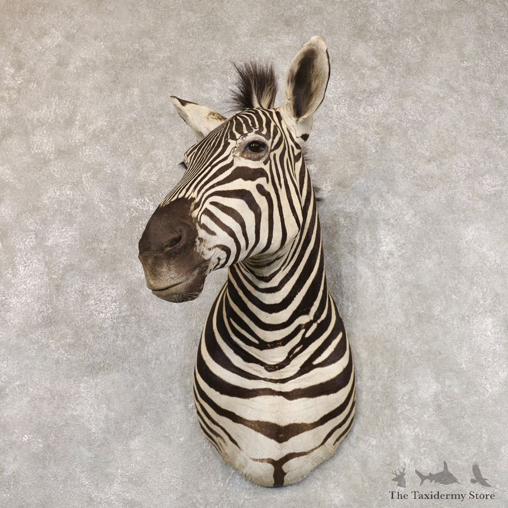 Plains Zebra Shoulder Mount For Sale #22575 @ The Taxidermy Store
