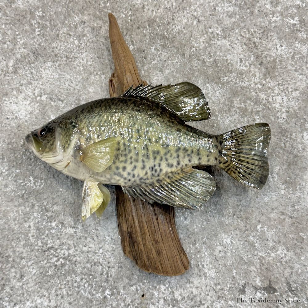 White Crappie Fish Mount For Sale #30245 @ The Taxidermy Store