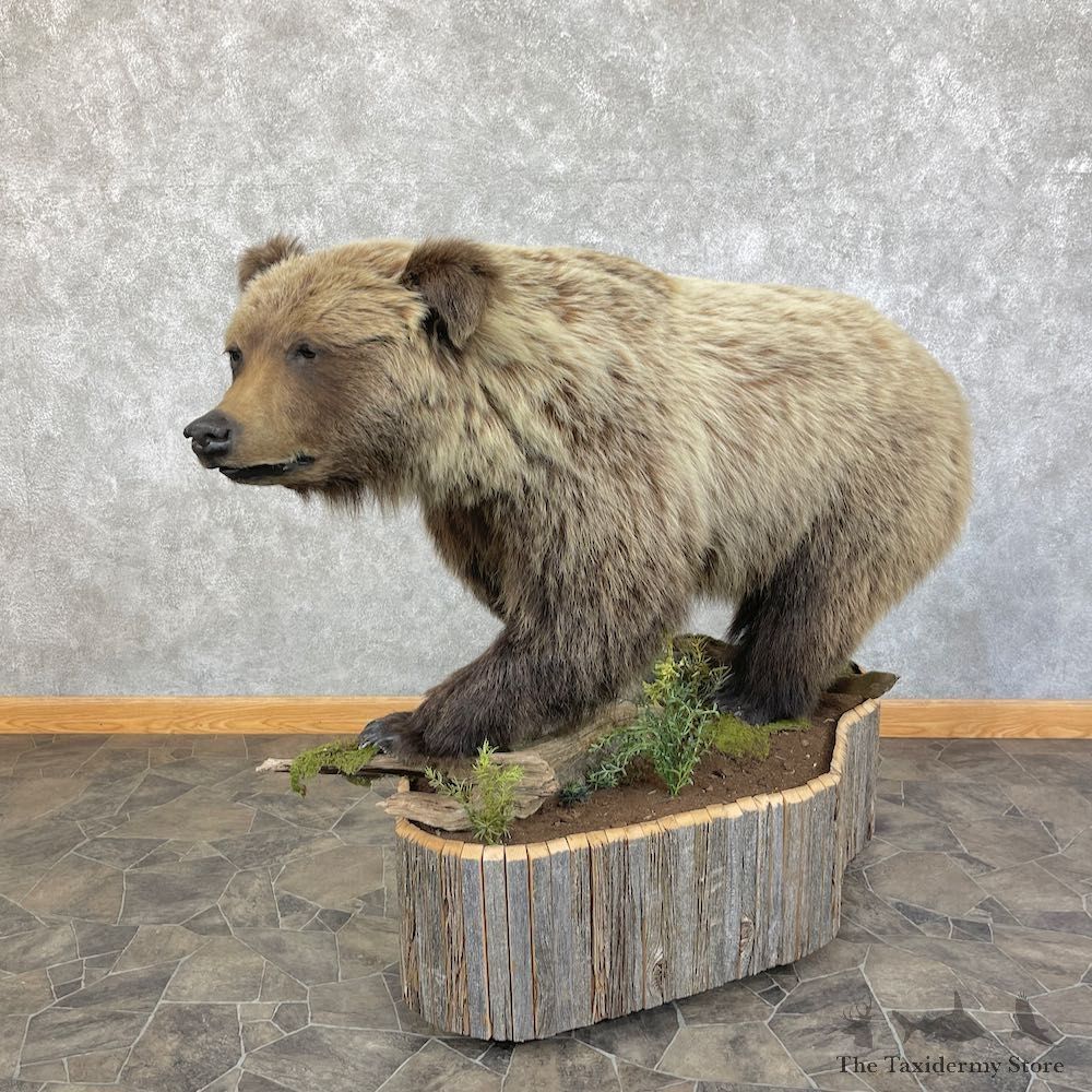 Mountain Grizzly Bear Life Size Mount For Sale #25864 @ The Taxidermy Store