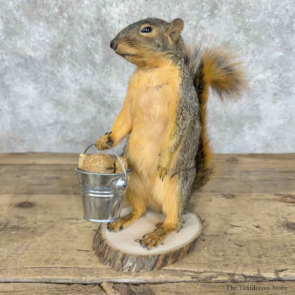 Fox Squirrel Novelty Mount For Sale #30578 @ The Taxidermy Store