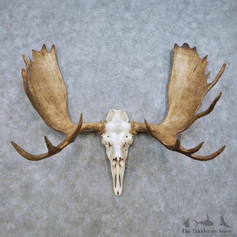 Moose Skull Antler European Mount For Sale #15015 @ The Taxidermy Store