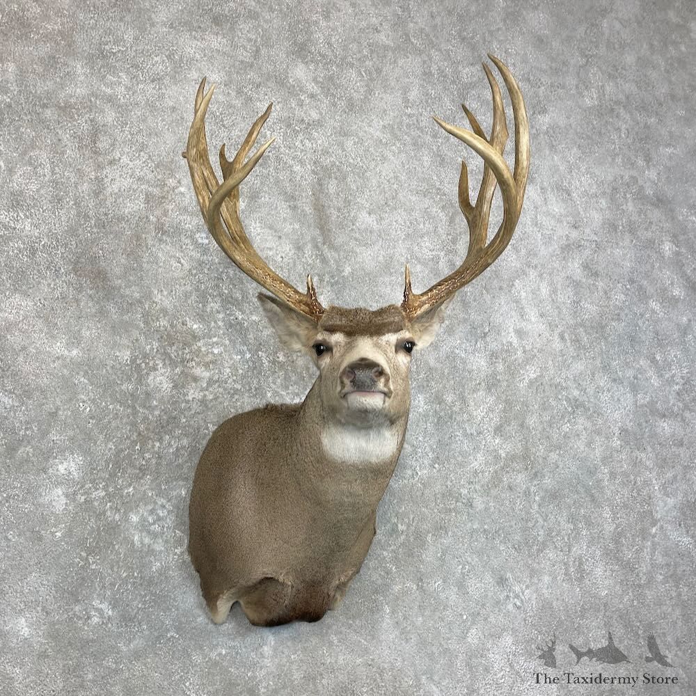 Mule Deer Shoulder Mount For Sale #28007 @ The Taxidermy Store