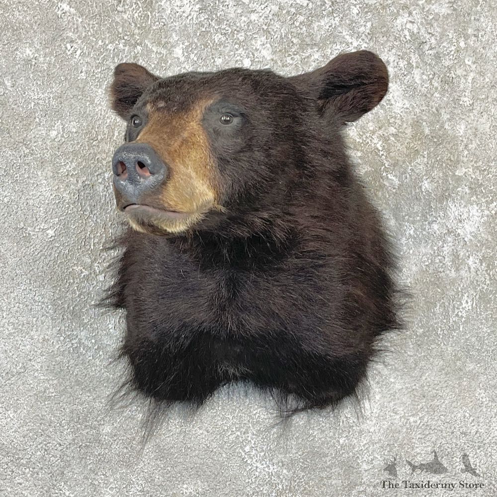 Black Bear Shoulder Mount For Sale #26725 @ The Taxidermy Store