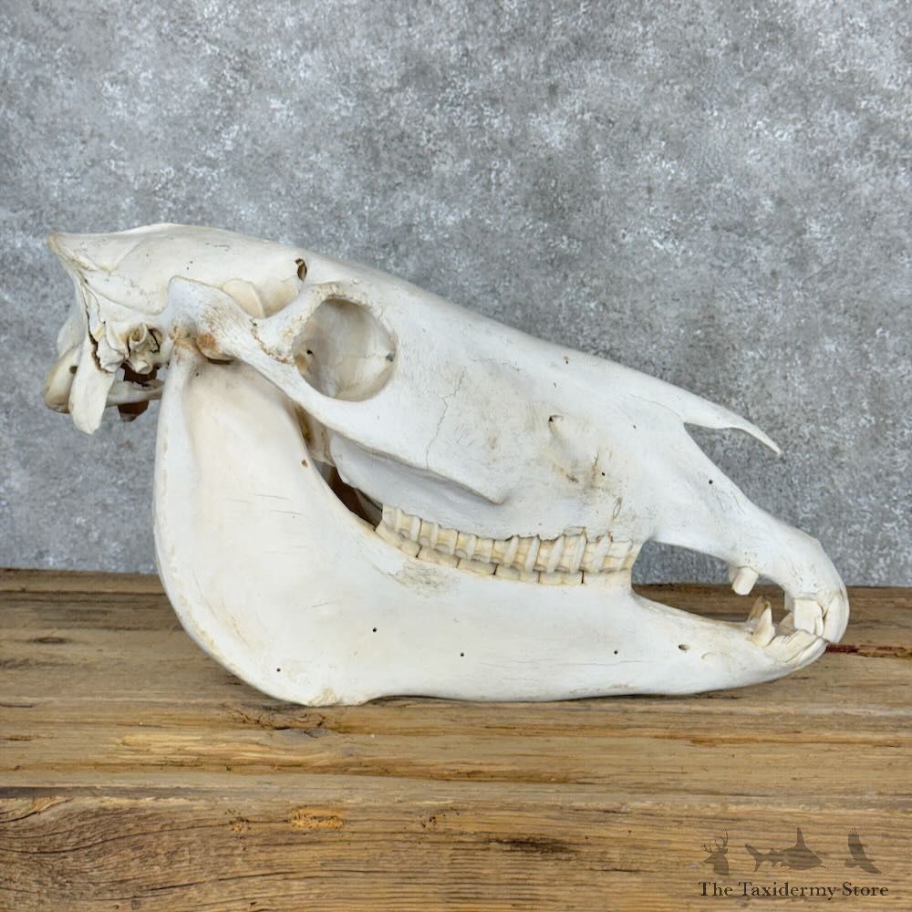African Burchell's Zebra Skull Mount For Sale #28963 @ The Taxidermy Store