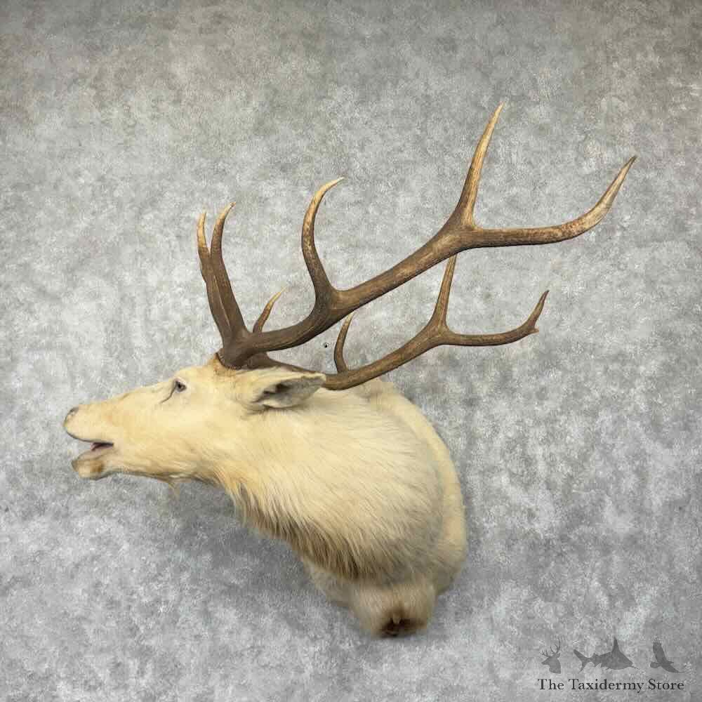 Rocky Mountain Elk Shoulder Mount For Sale #31793 @ The Taxidermy Store