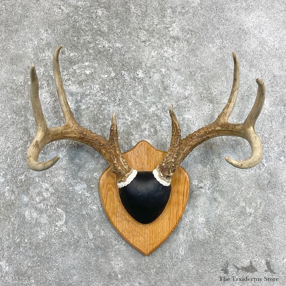 Whitetail Deer Antler Plaque Mount For Sale #27933 @ The Taxidermy Store