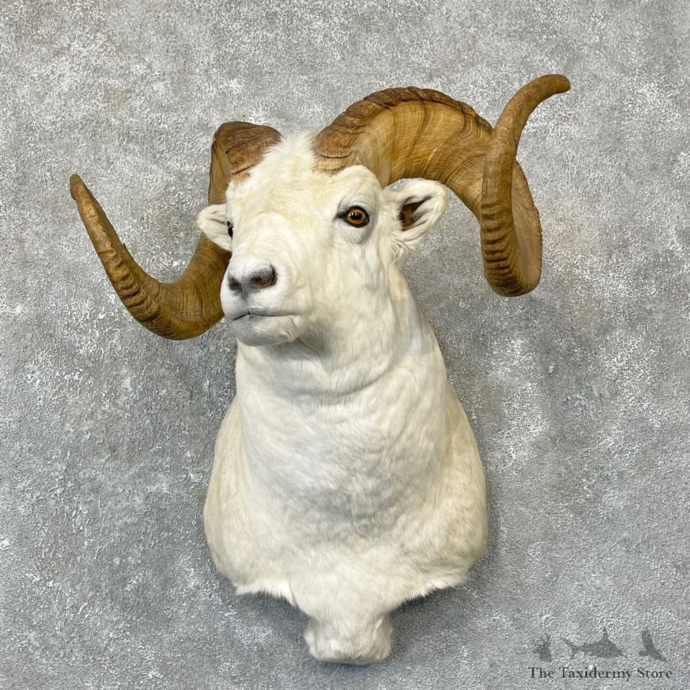 Dall Sheep Shoulder Taxidermy Mount #24738 For Sale @ The Taxidermy Store