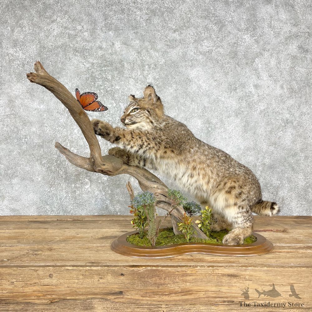 Bobcat Life-Size Mount For Sale #22503 - The Taxidermy Store