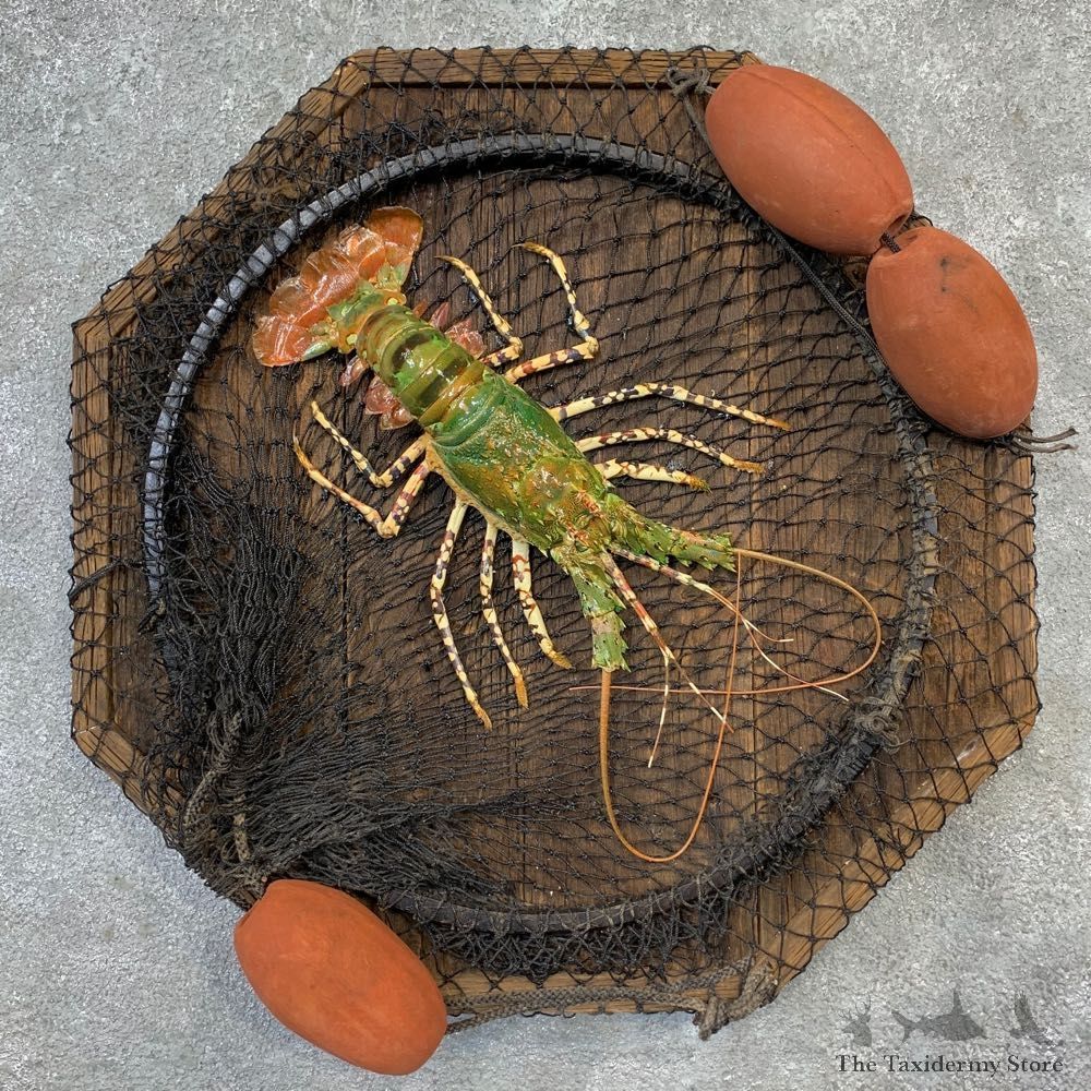 Green Lobster Taxidermy Mount For Sale #23270 @ The Taxidermy Store