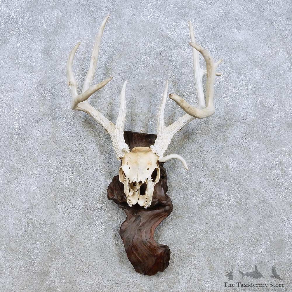 Whitetail Deer Skull Horn Taxidermy Mount For Sale #13954 @ The Taxidermy Store