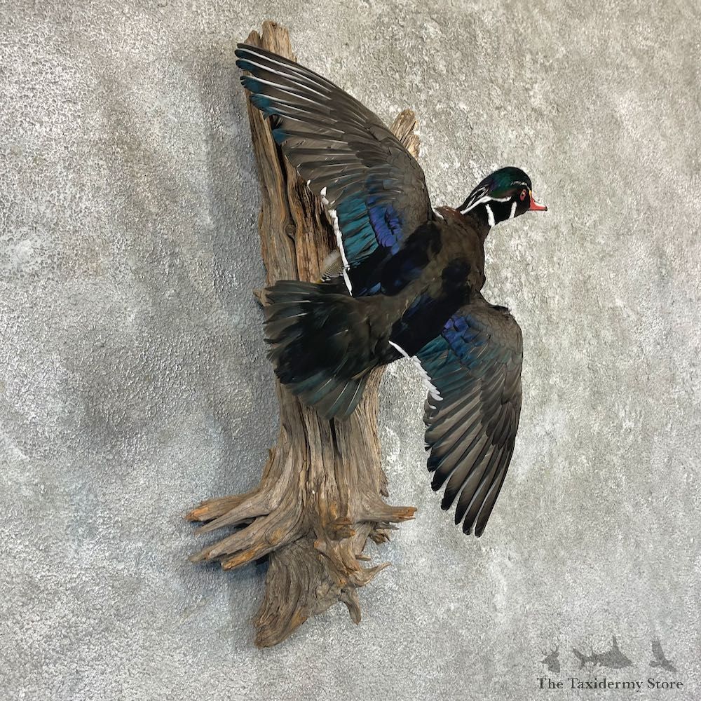 Wood Duck Drake Taxidermy Mount For Sale #26491 @ The Taxidermy Store
