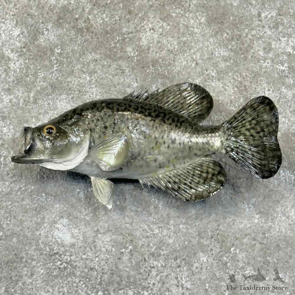 Black Crappie Fish Mount For Sale #30885 @ The Taxidermy Store
