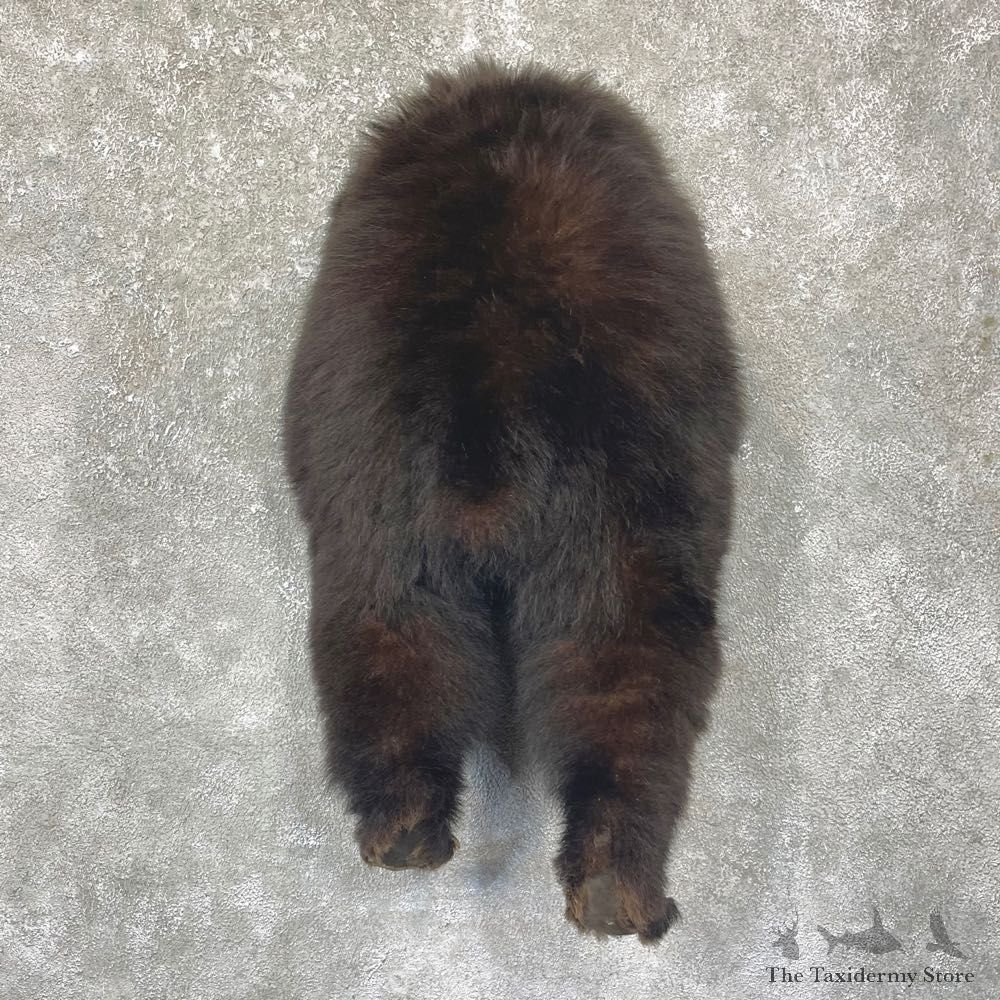 Black Bear Novelty Butt Mount For Sale #24915 @ The Taxidermy Store