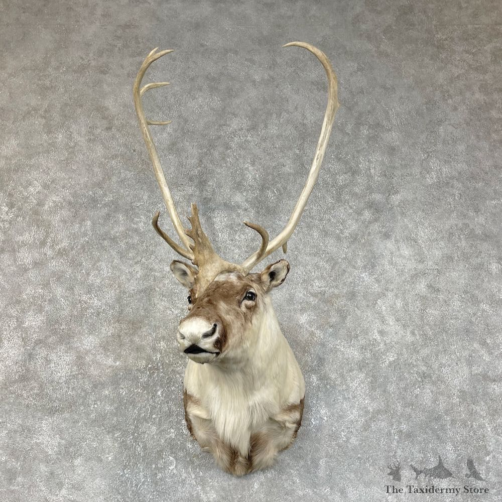 Barren Ground Caribou Shoulder Mount For Sale #25416 @ The Taxidermy Store