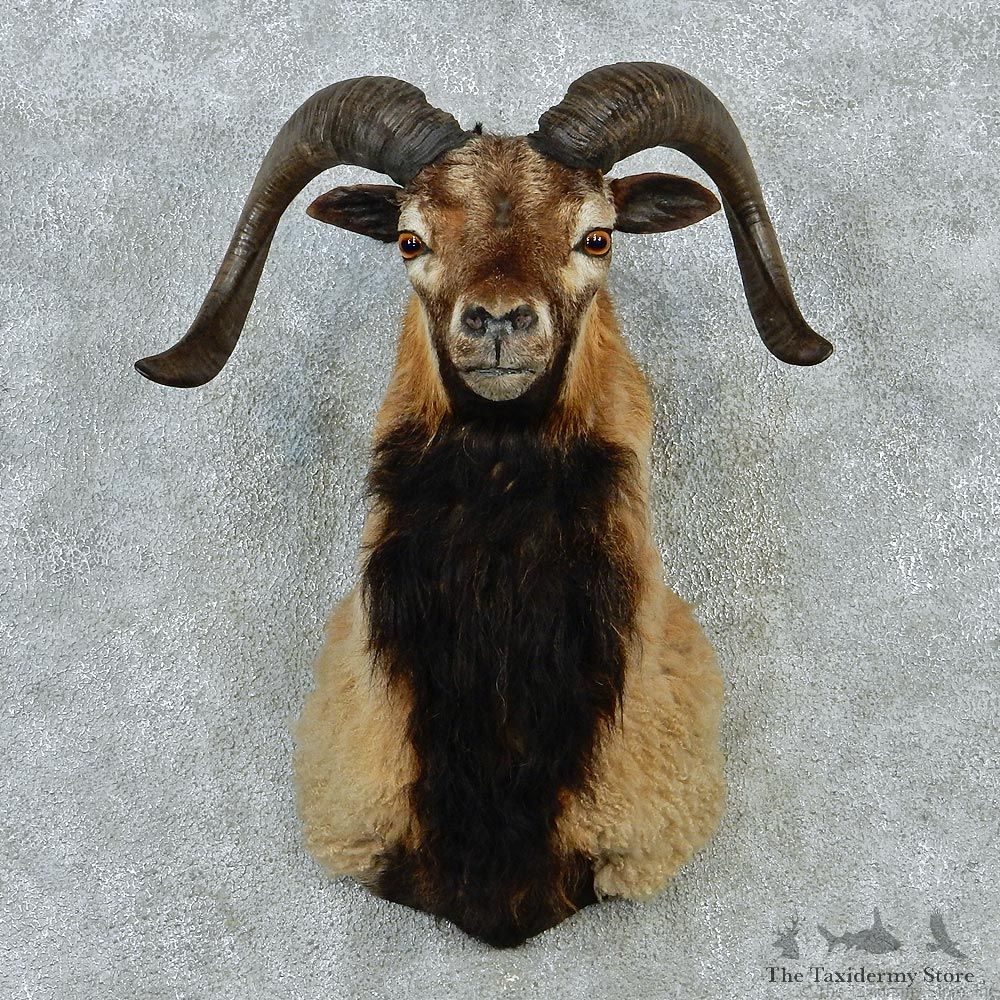 Corsican Ram Shoulder Taxidermy Head Mount #12850 For Sale @ The Taxidermy Store